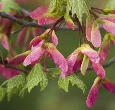 Amur Maple Seeds