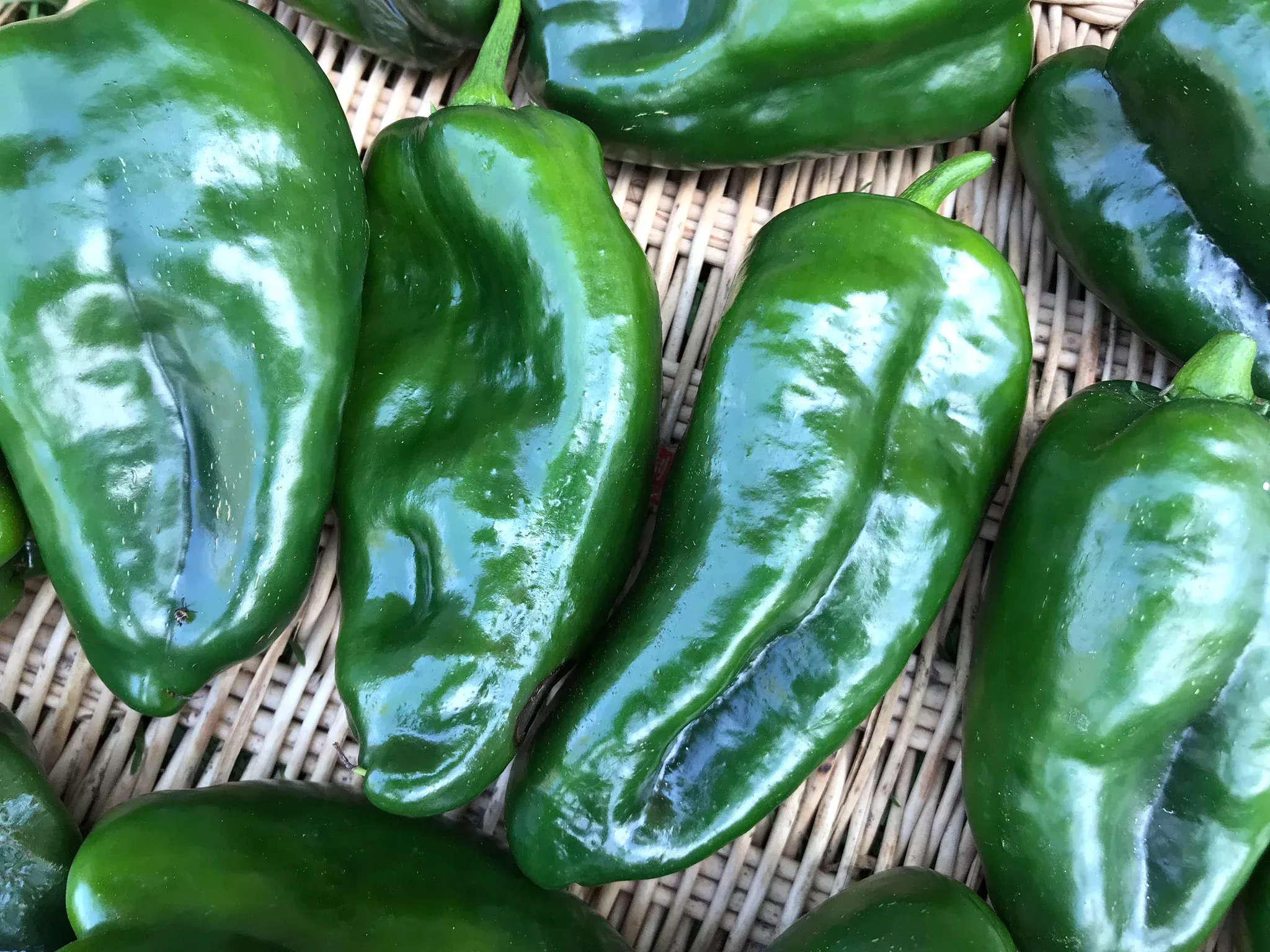 Ancho Poblano Organic Chili Pepper Seeds