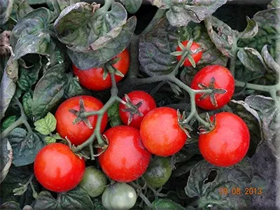 Andrina Tomato