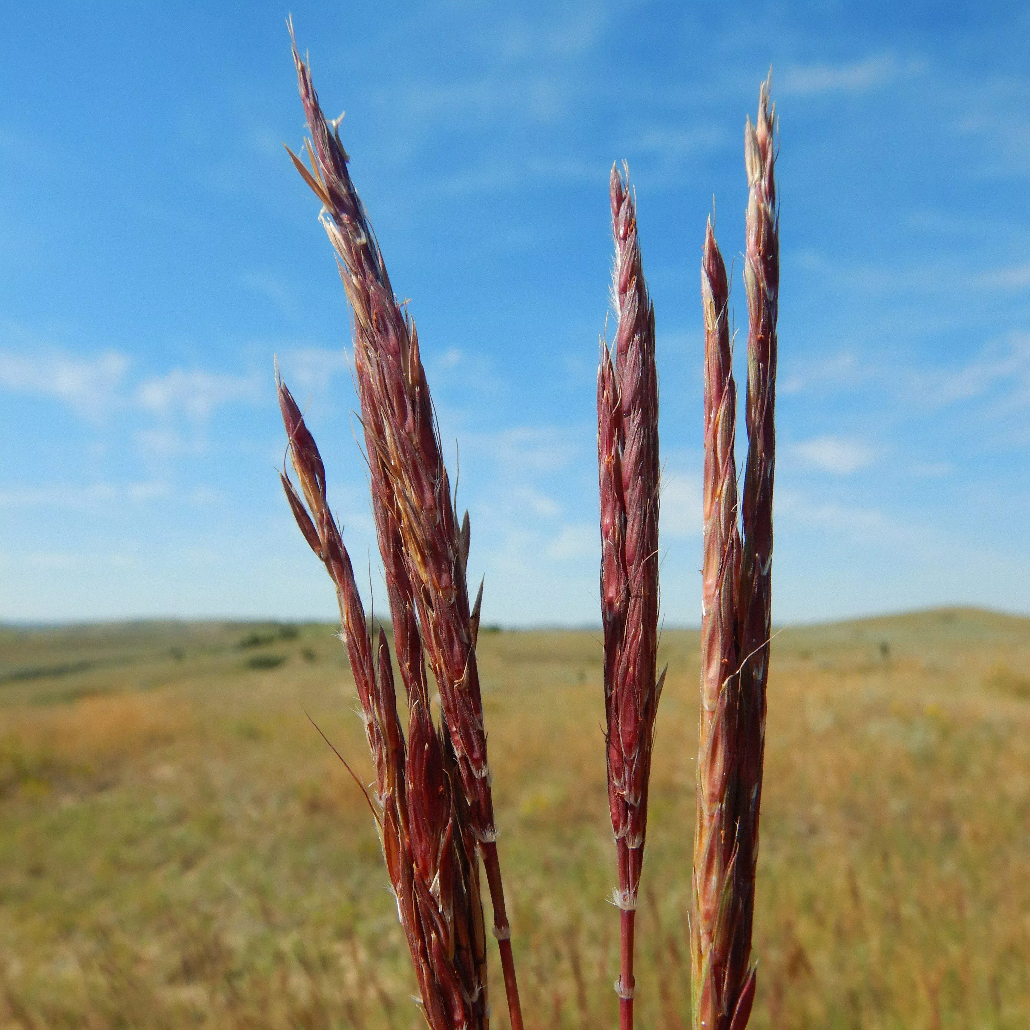 Andropogon gerardii 'Red October'- Red October Big Bluestem