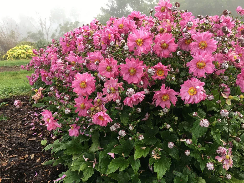Anemone FALL IN LOVE™ 'Sweetly'