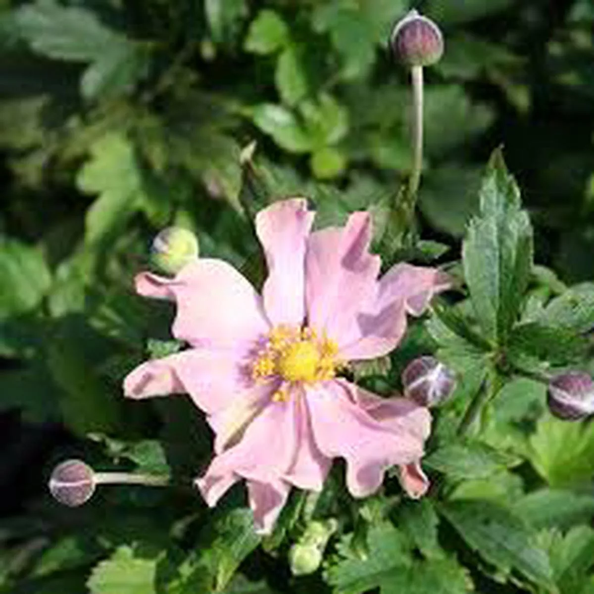 Anemone 'Fantasy Pocahontas'