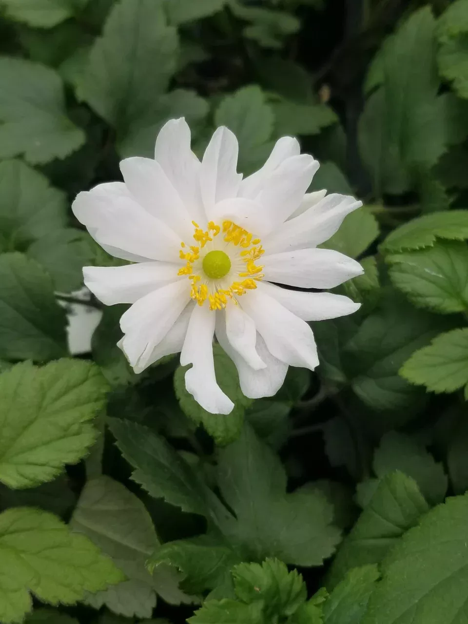 Anemone 'Fantasy™ Snow Angel'