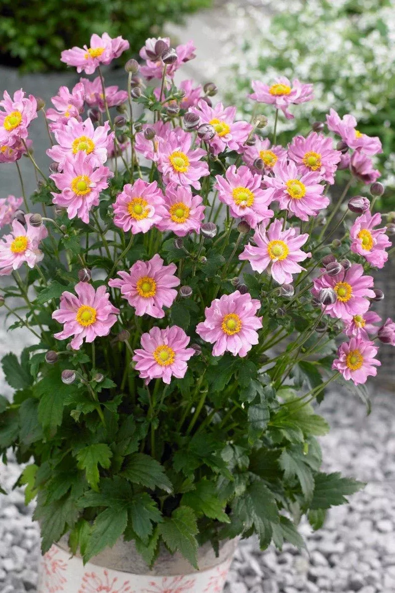 Anemone hupehensis Fantasy™'Pocahontas'