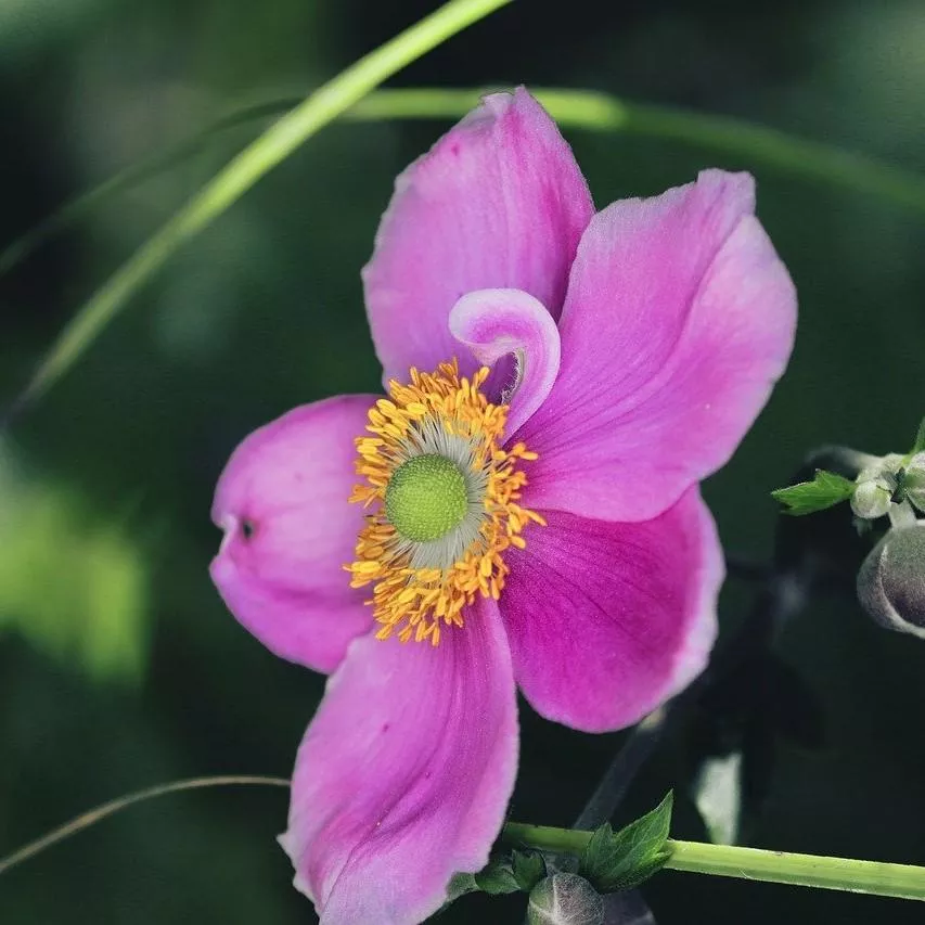 Anemone 'Red Riding Hood'- Fantasy™ Red Riding Hood Anemone