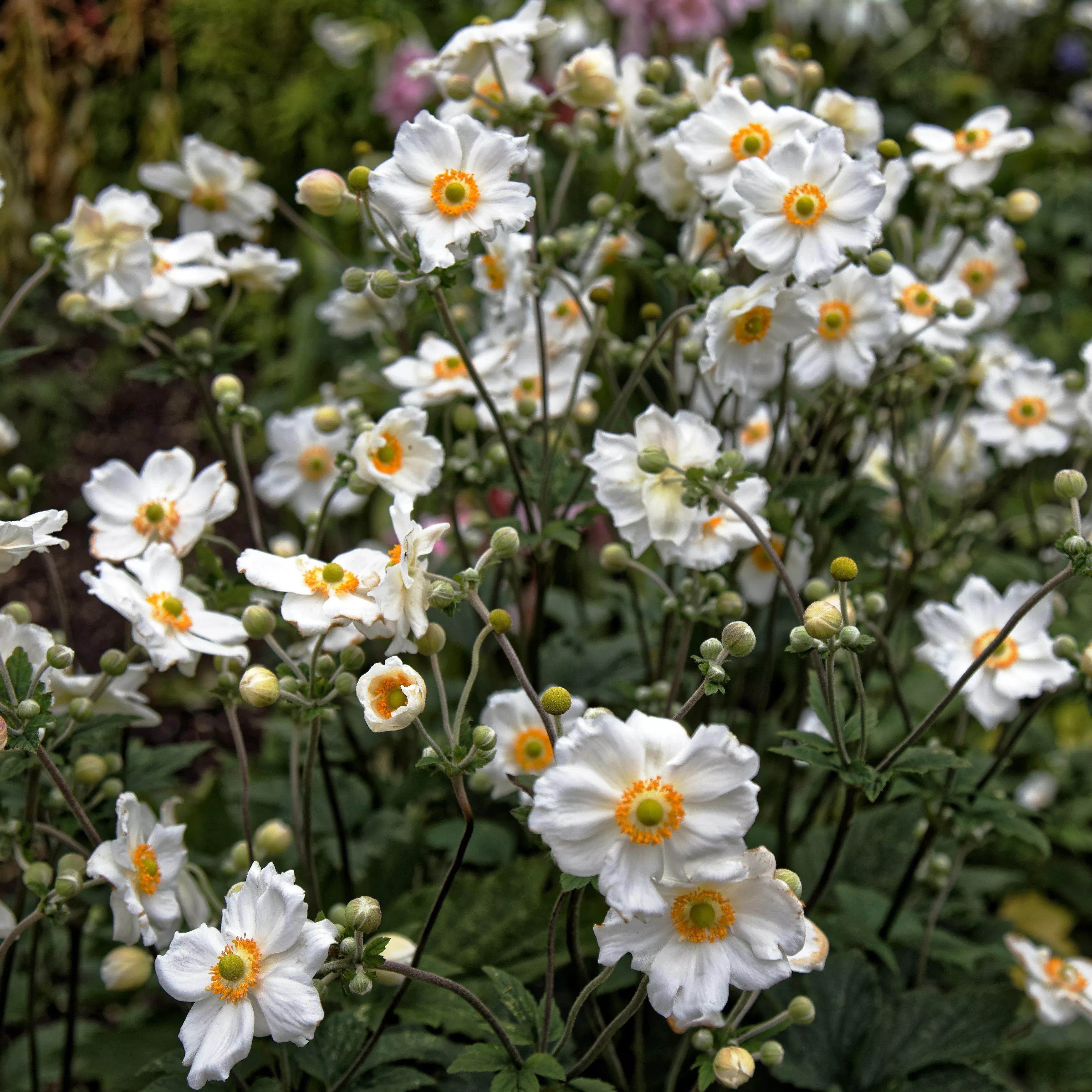 Anemone x hybrida 'Honorine Jobert'- Honorine Jobert Anemone