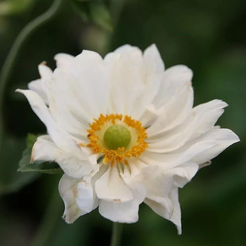 Anemone x hybrida 'Whirlwind'- Whirlwind Anemone