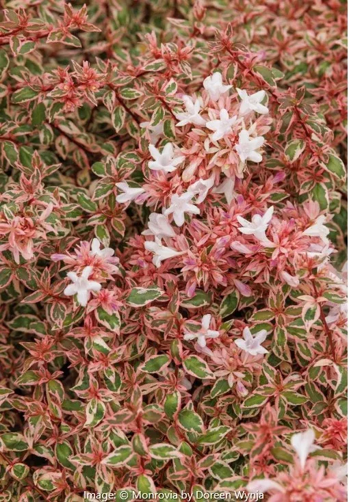 Angel's Blush Abelia