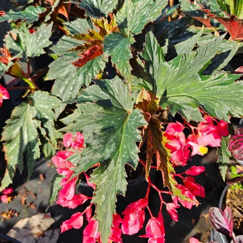 Angel Wing Begonia Lana Plant Plug (Begonia 'Lana') – Graceful wing-shaped leaves – Adds elegance to containers.