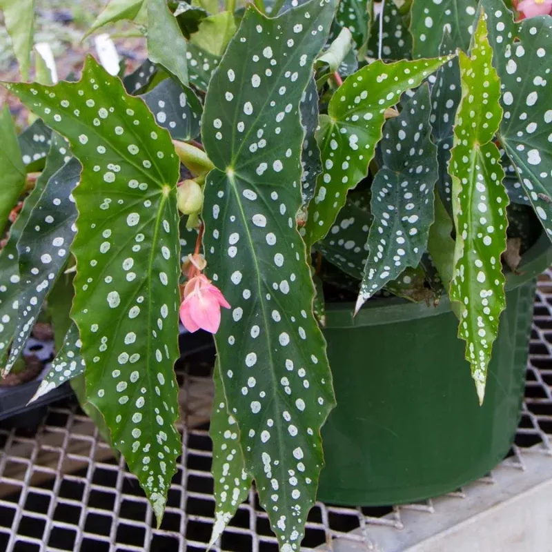 Angel Wing Begonia My Special Angel Plant Plug (Begonia 'My Special Angel') – Speckled Leaves and Pink Blooms for Shaded Gardens.