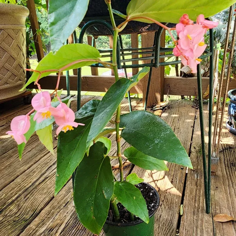 Angel Wing Begonia Pink Cane Plant Plug (Begonia coccinea hybrid) Elegant cane-type begonia with pink angel-wing foliage, silver spotting, and upright growth; excellent houseplant for bright, indirect light and indoor décor