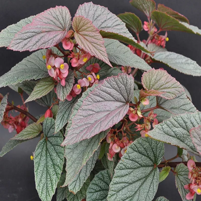 Angel Wing Begonia Sinbad Pink Plant Plug (Begonia 'Sinbad Pink') – Blush Pink Blooms and Speckled Leaves for Shaded Containers.