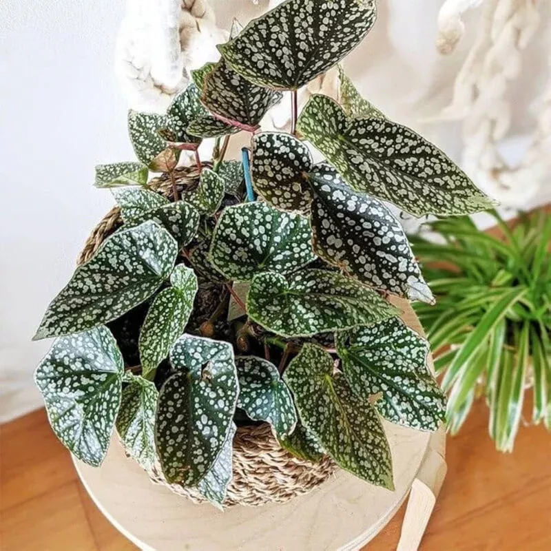 Angel Wing Begonia Snow Capped Plant Plug (Begonia 'Snow Capped') – White-edged green leaves – Compact and easy to grow.