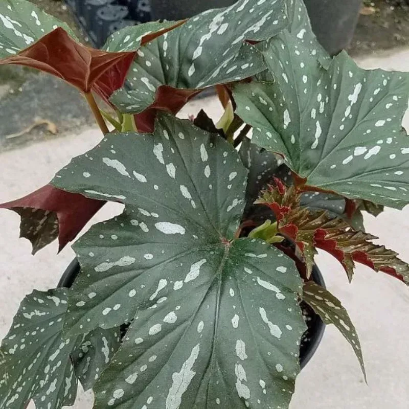 Angel Wing Begonia Sophia Plant Plug (Begonia 'Sophia') – Lush Foliage and Showy Blooms for Hanging Baskets or Indoors.