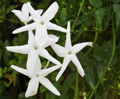Angel Wing Jasmine Shrub