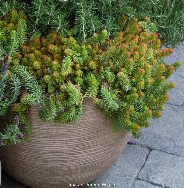 Angelina Stonecrop