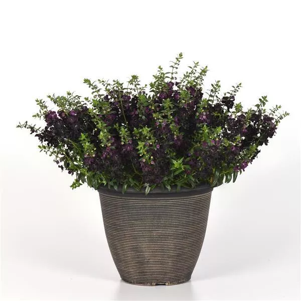 Angelonia Angel Flare Black NEW 2025