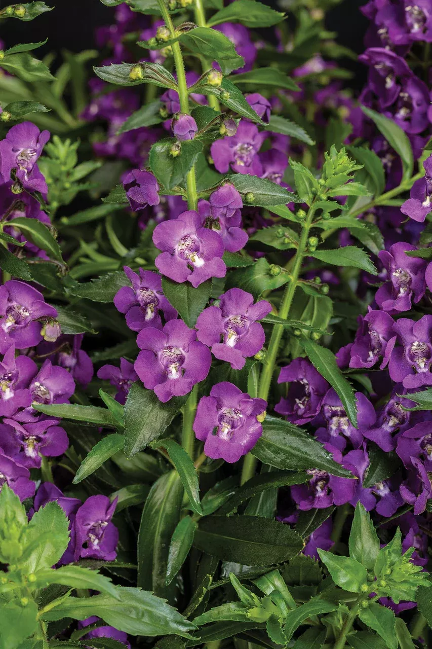 Angelonia angustifolia hybrid 'Angelface Super Blue'