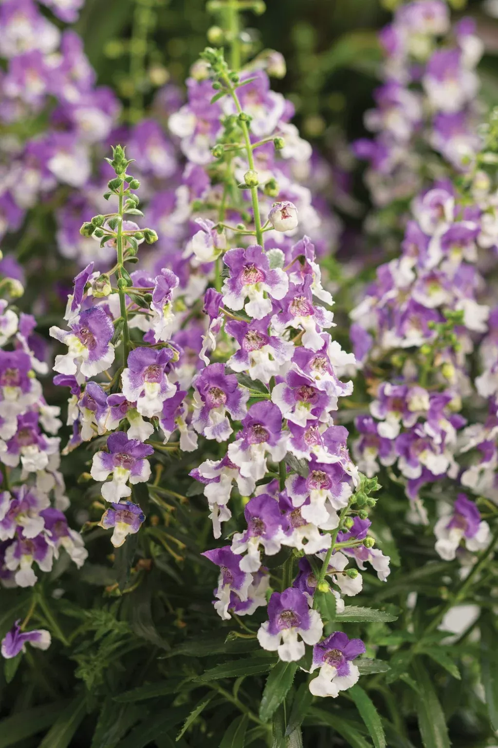 Angelonia angustifolia hybrid 'Angelface Wedgwood Blue'