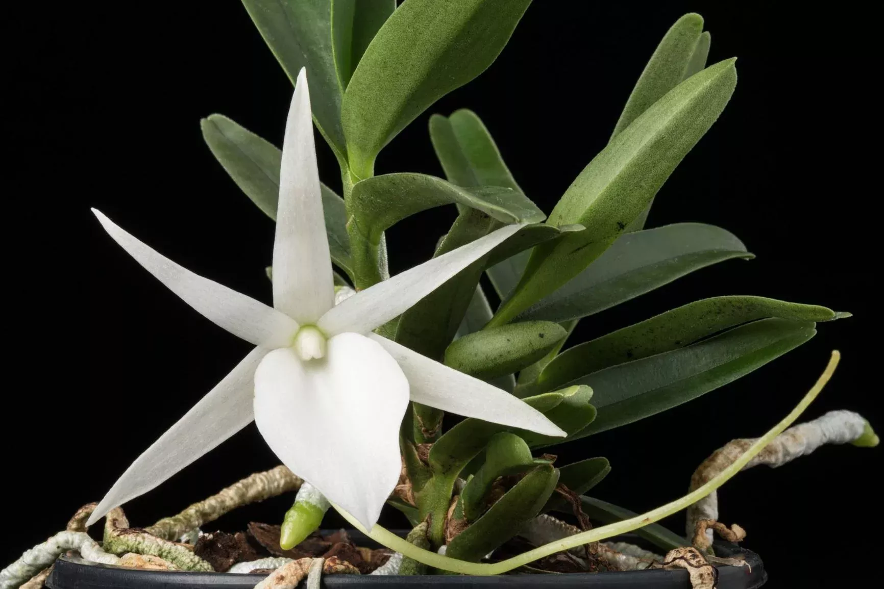 Angraecum didieri