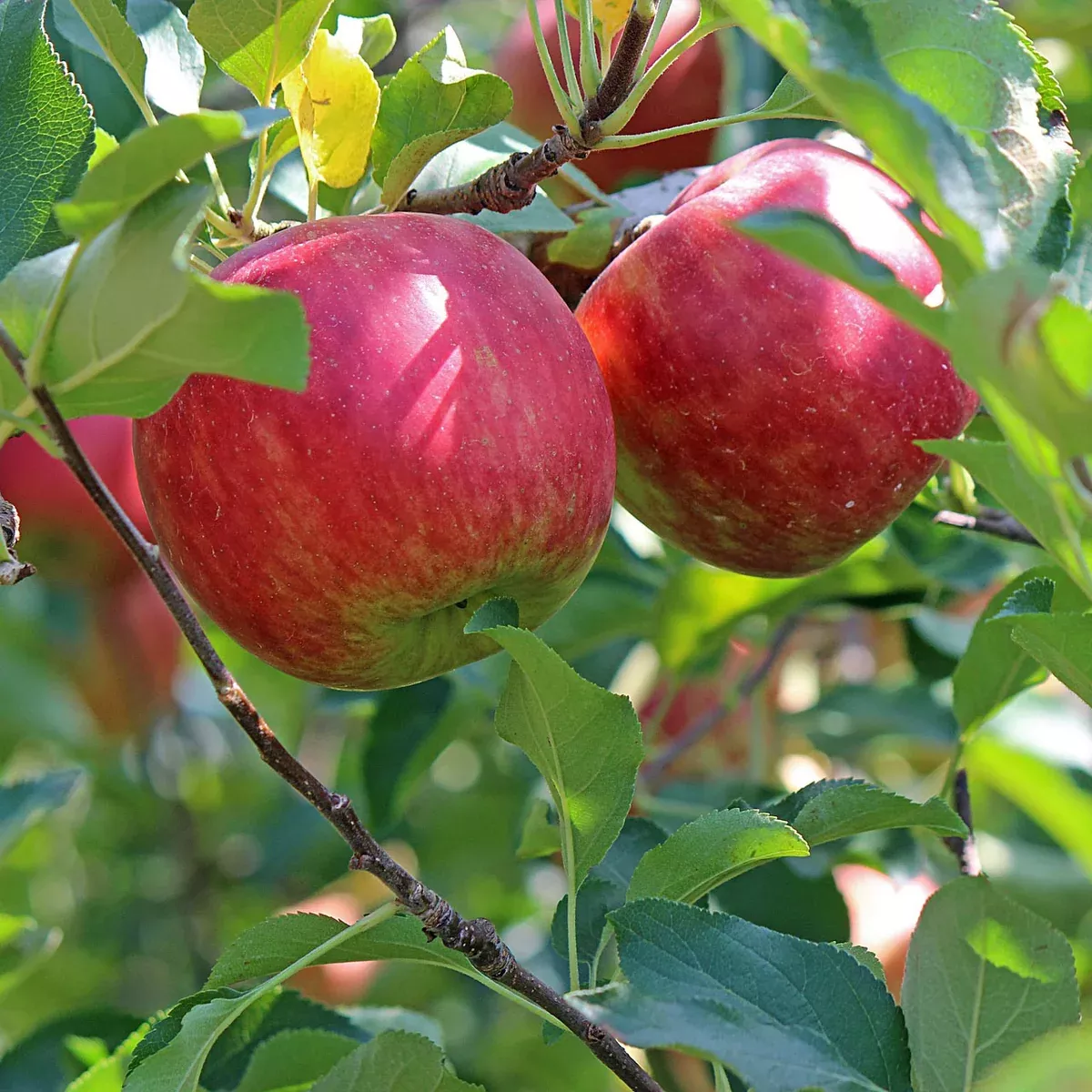 Anna Apple