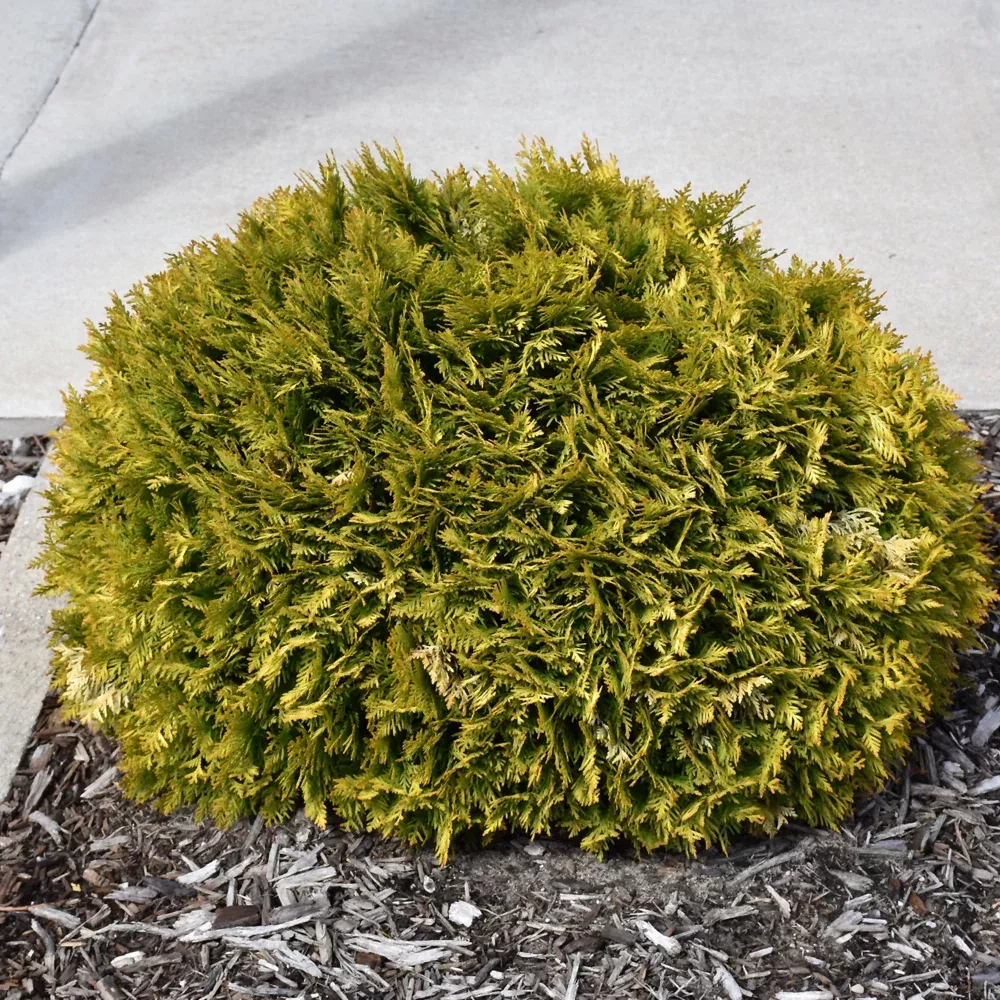 Anna's Magic Ball Arborvitae
