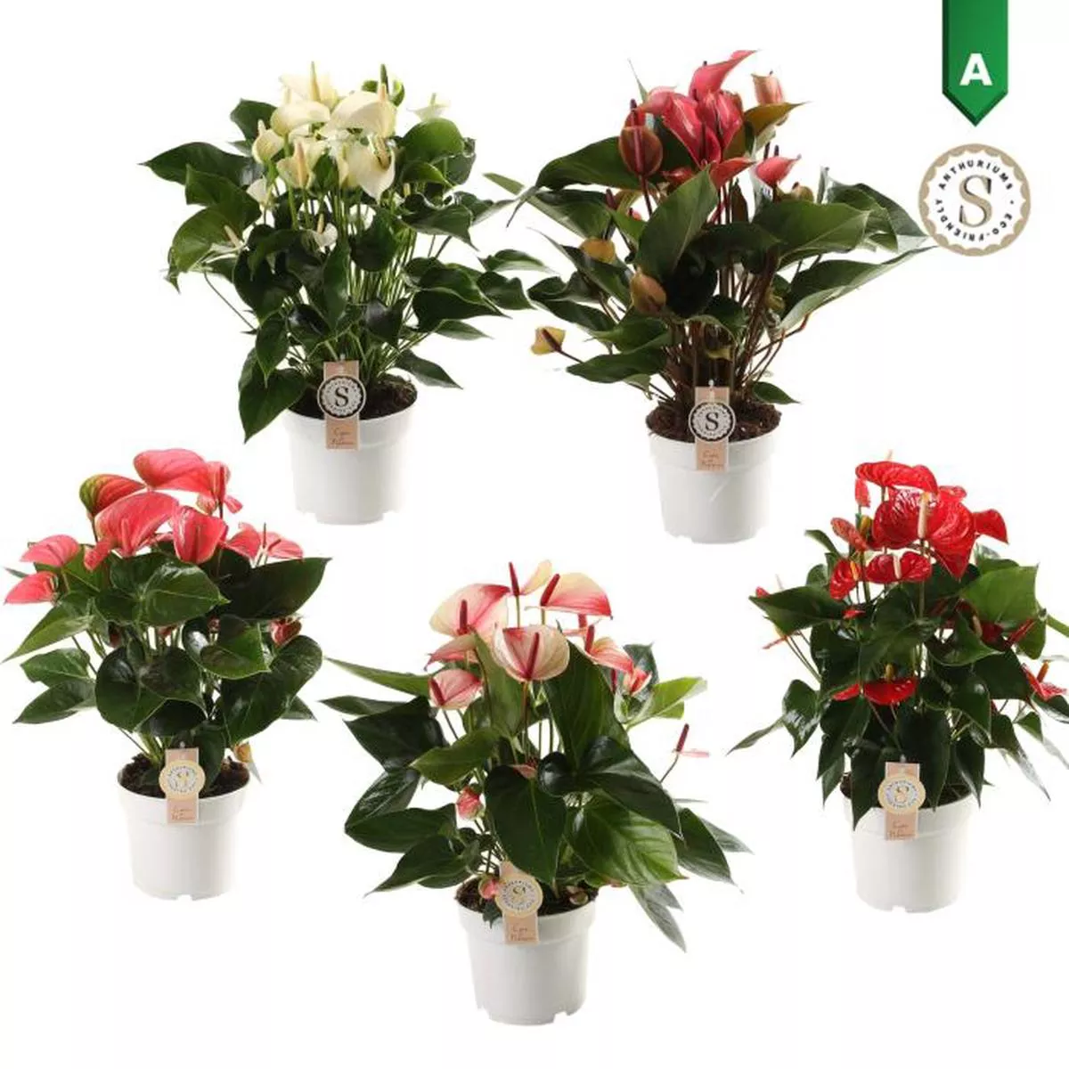 Anthurium Champion