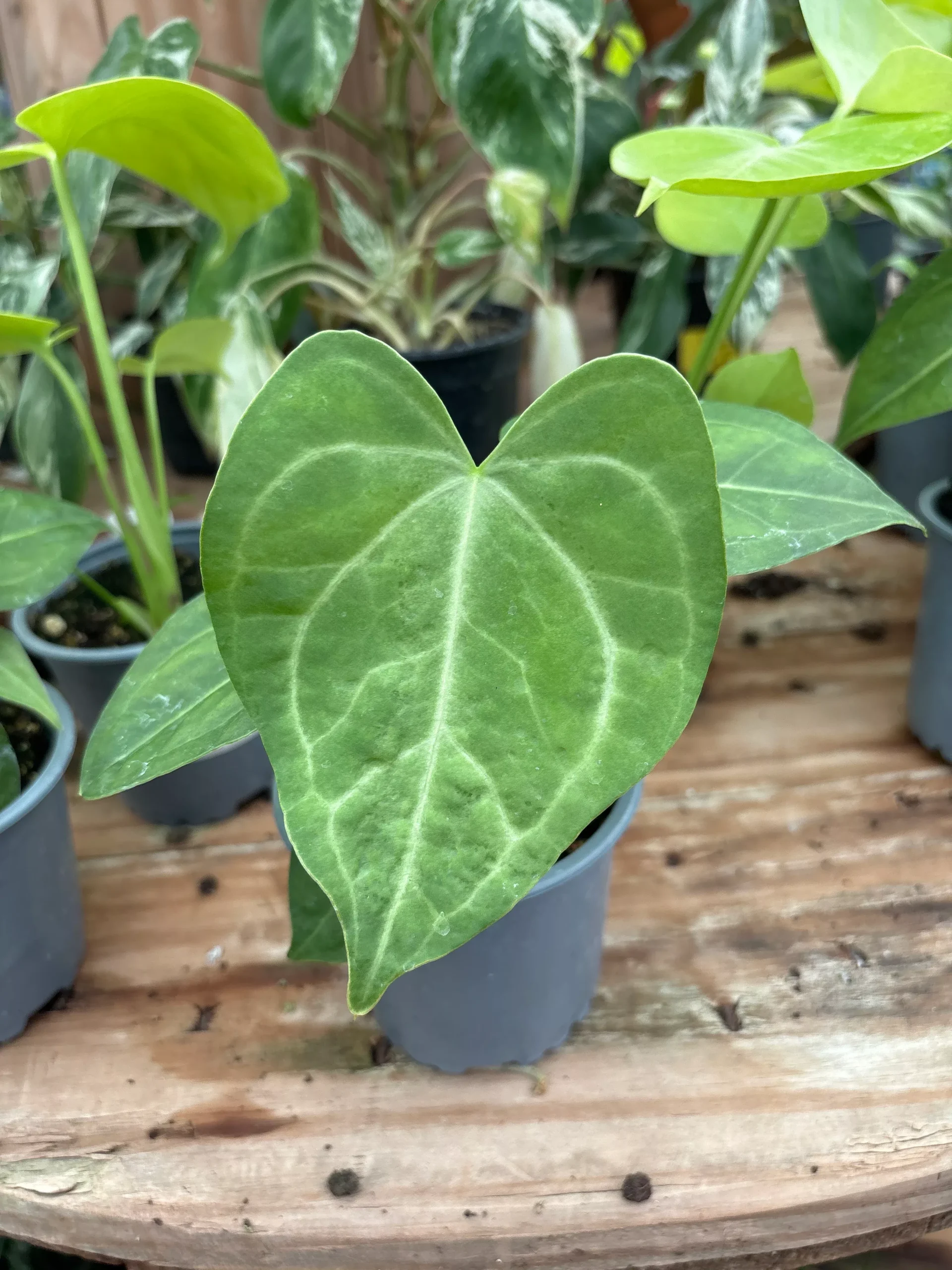 Anthurium clarinervium - 4" Potted Houseplant