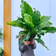 Anthurium Jungle Bush