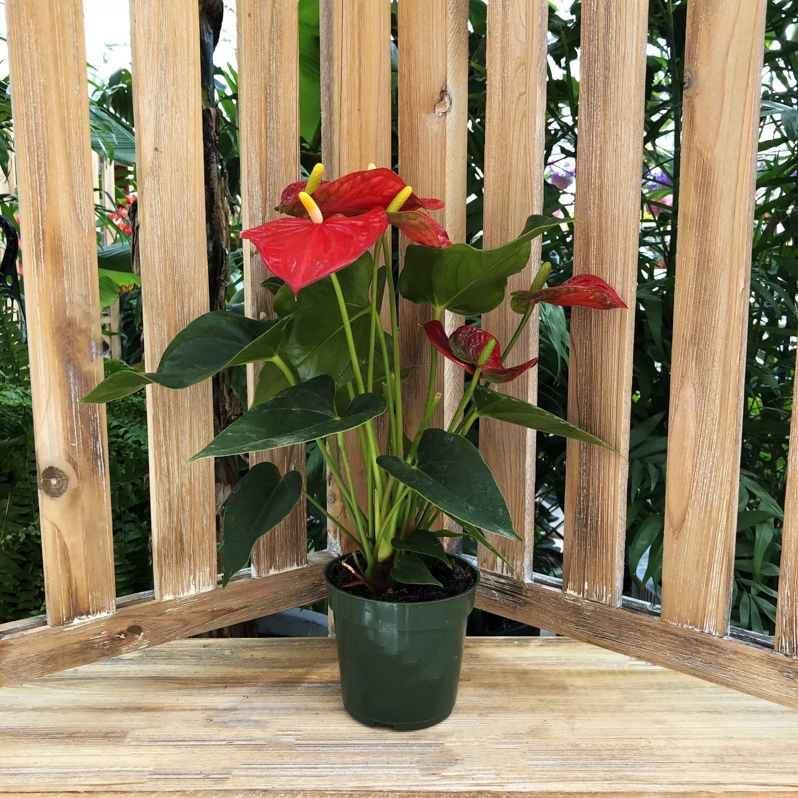 Anthurium (Varieties/Sizes Vary) - Live Houseplant