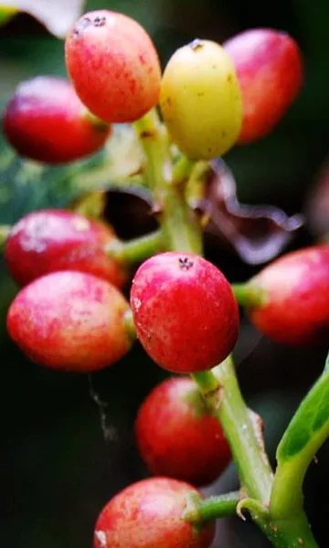 Antidesma Bignay Tree