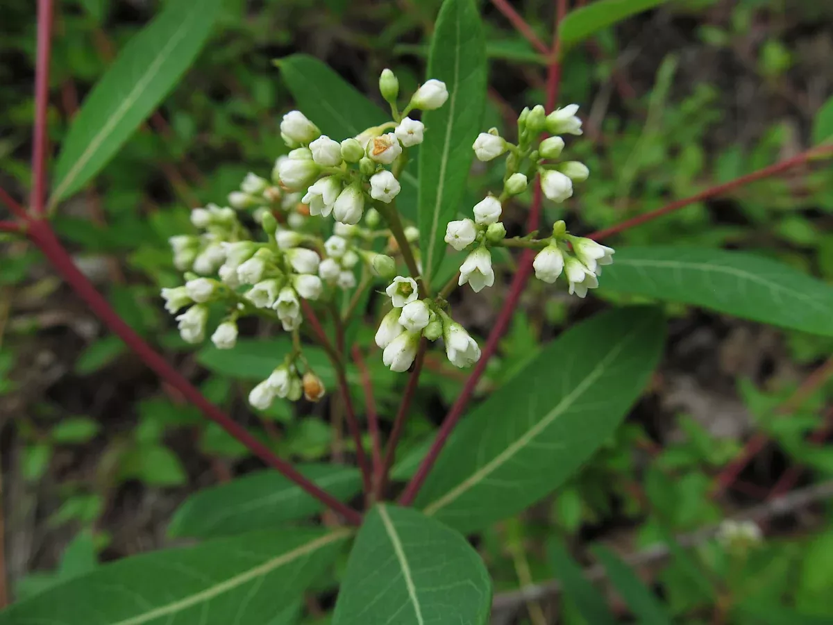 Apocynum cannabinum Seeds - Dogbane
