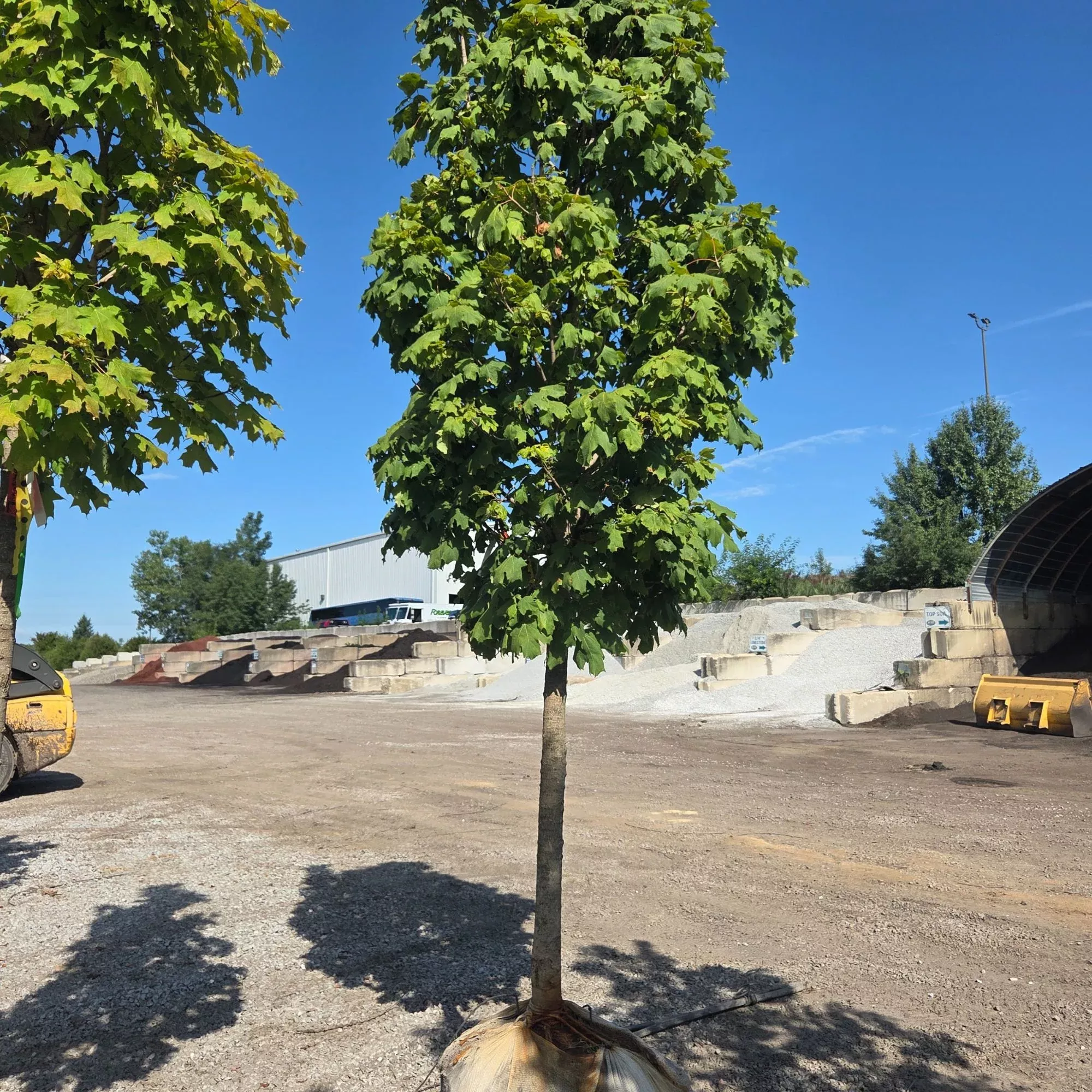 Apollo Sugar Maple - Acer saccharum 'Barrett Cole' - Ball & Burlap Tree (Multiple Sizes)