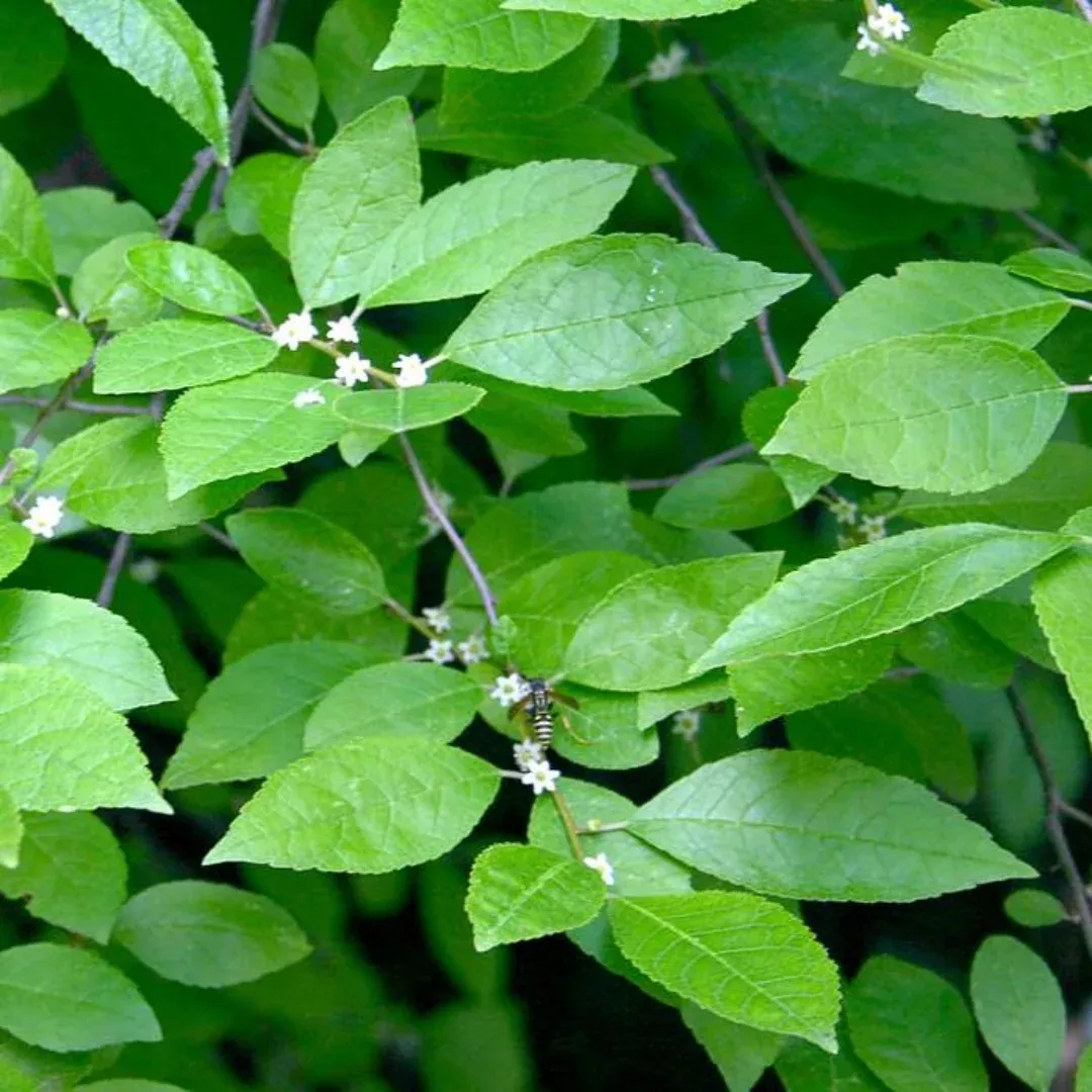 Apollo Winterberry Holly