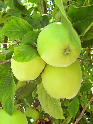 Apple 'Granny Smith'#5