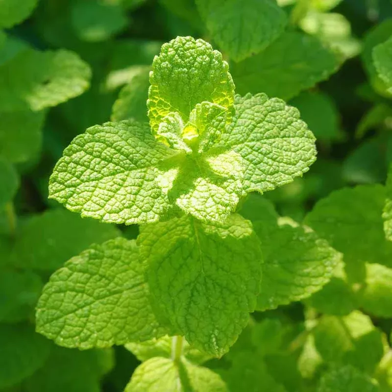Apple Mint Plant Plug (Mentha suaveolens) – Fuzzy, Sweetly Scented Leaves for Drinks and Salads.