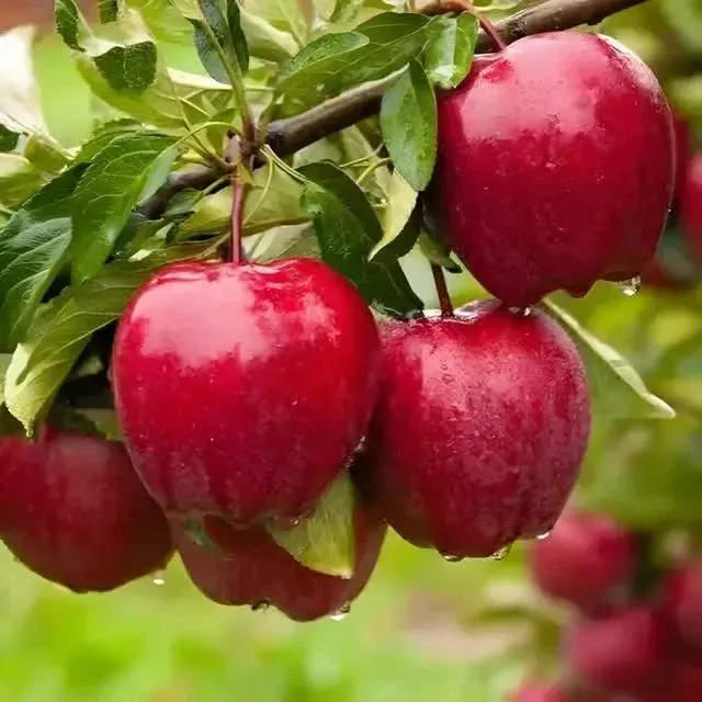 Apple Tree