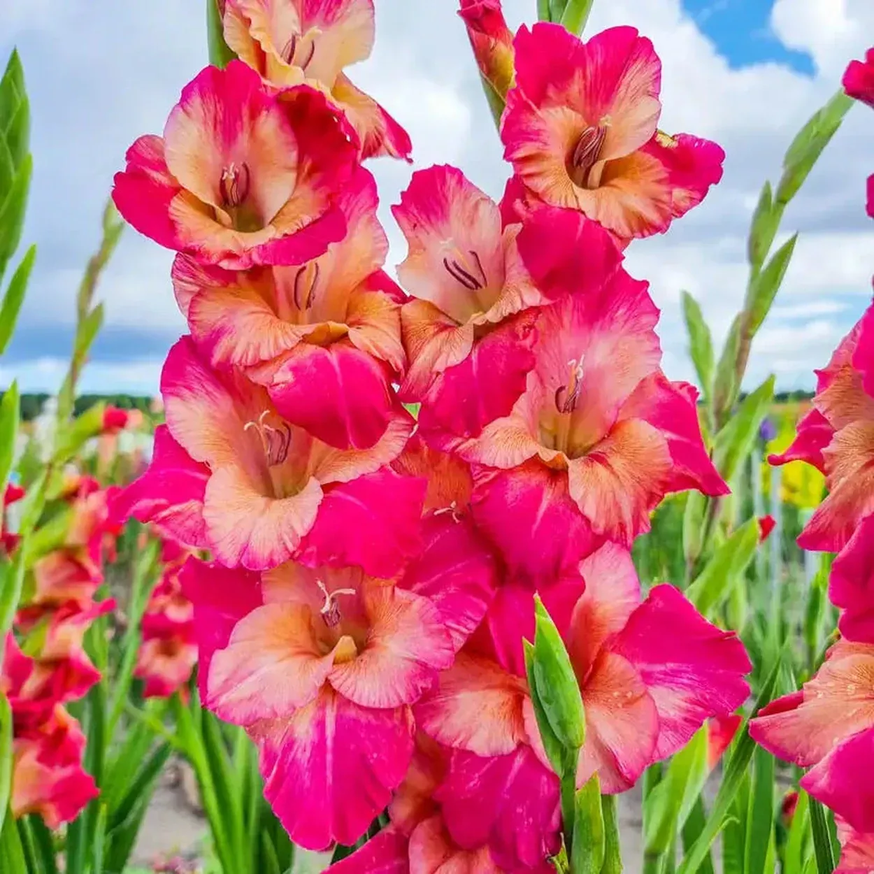 Apricot Bubblegum Gladiolus
