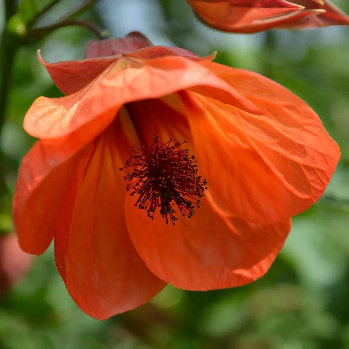 Apricot Desert Mallow