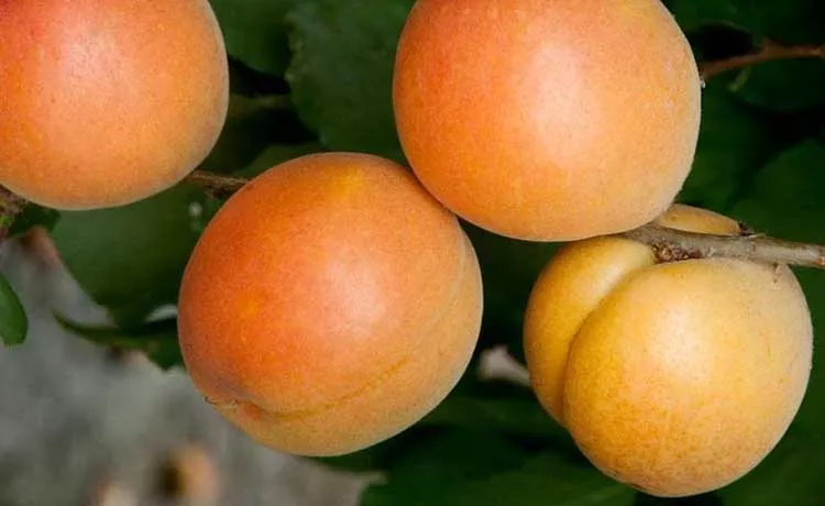 Apricot