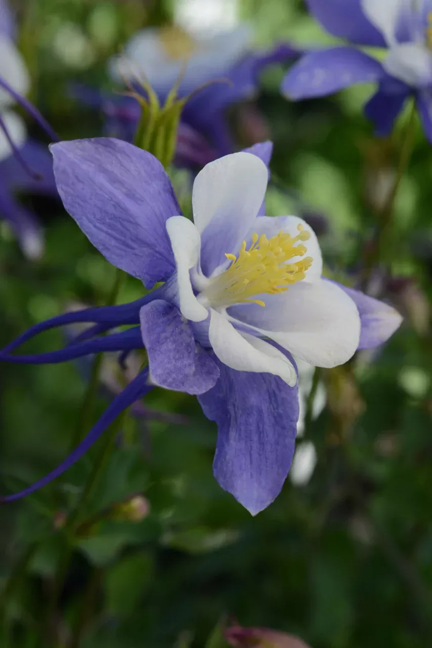 Aquilegia'Earlybird™ Blue White'