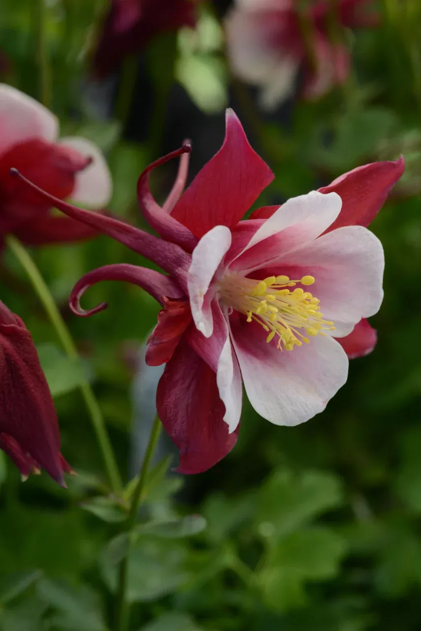 Aquilegia'Earlybird™ Red White'