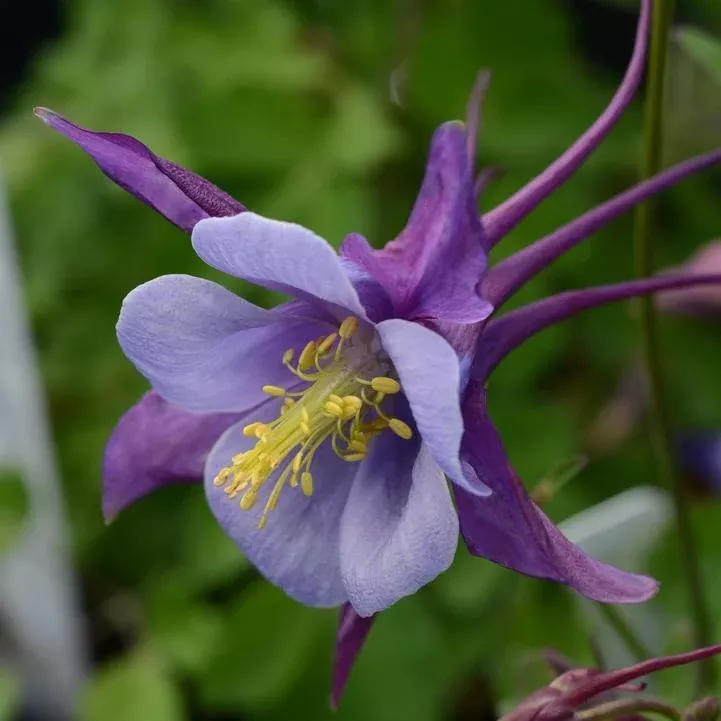 Aquilegia 'PAS1258487'- Earlybird™ Purple Blue Columbine