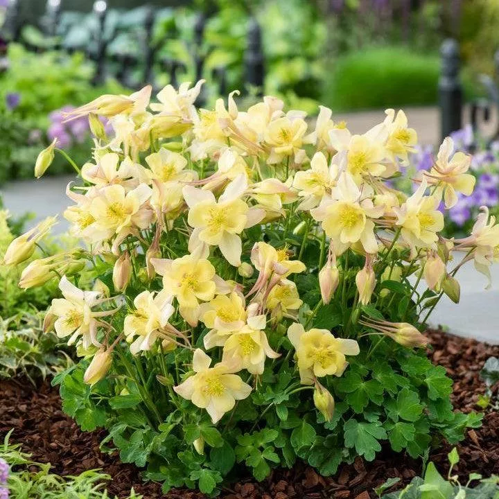 Aquilegia 'PAS1258489'- Earlybird™ Yellow Columbine