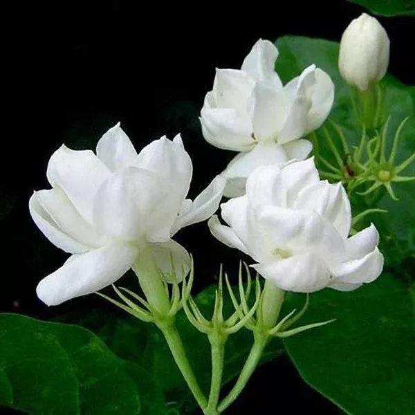 Arabian Nights Arabian Jasmine