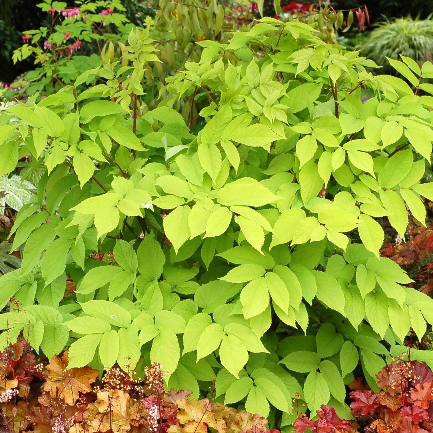 Aralia cordata 'Sun King'- Sun King Golden Japanese Spikenard