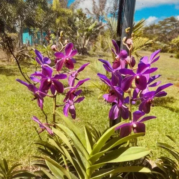 Aranda Noorah Alsagoff 'Blue Giant'