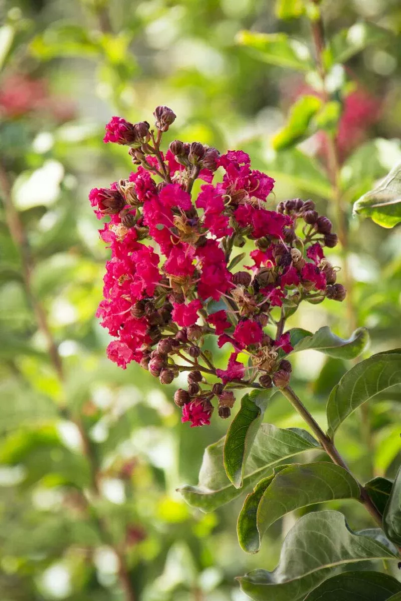 Arapaho Crape Myrtle
