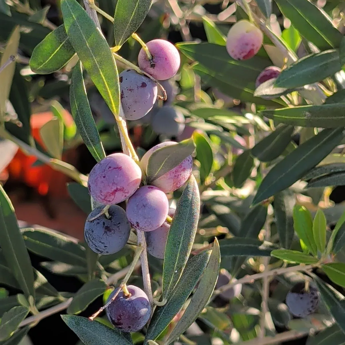 Arbequina Fruiting Olive