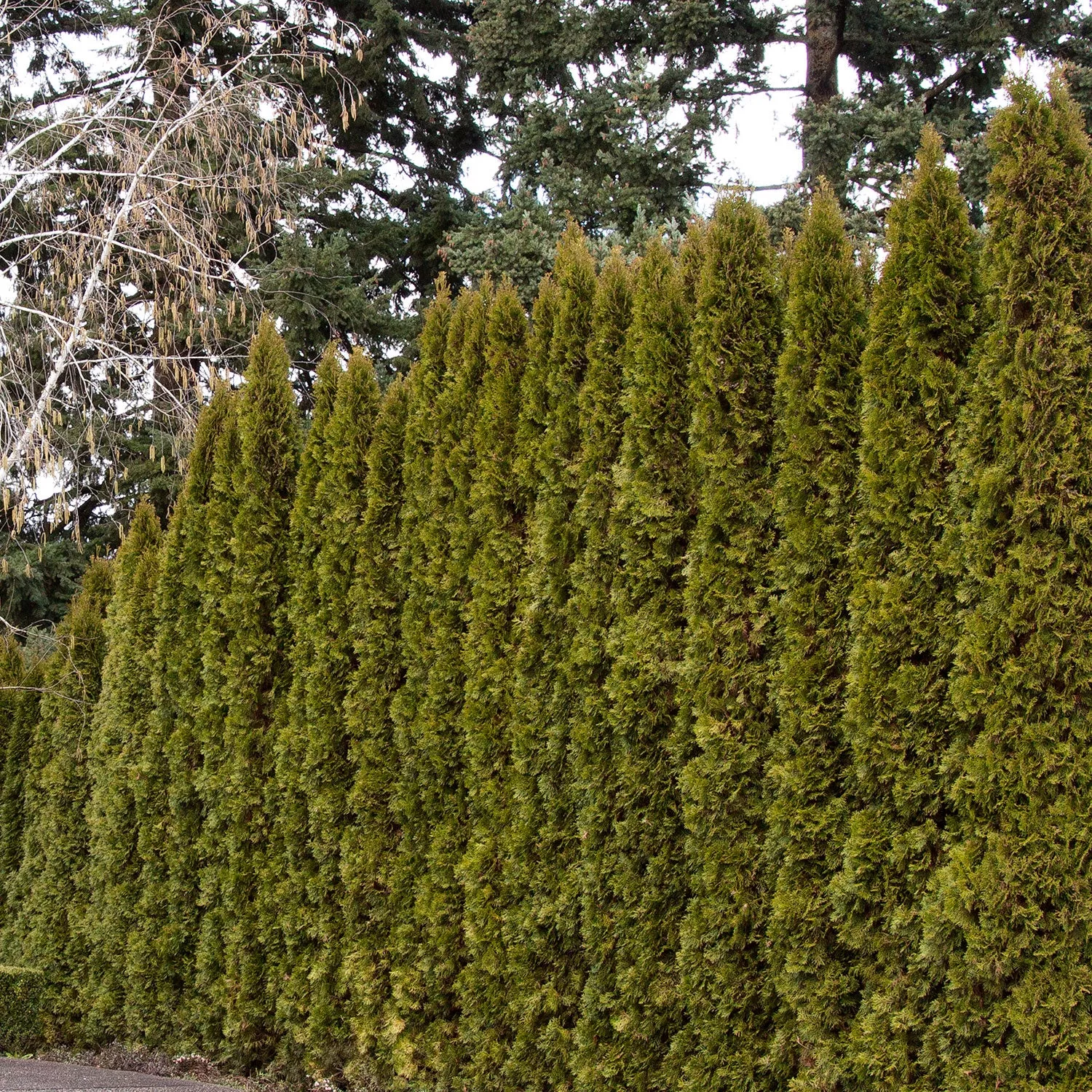 Arborvitae, Emerald Green, B&B 3-4 Ft.